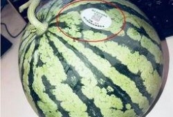 武都吃瓜网红,揭秘当地美食文化新潮流