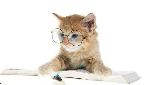 娱乐吃瓜猫的作品,揭秘娱乐圈那些不为人知的幕后故事